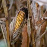 BIS Warns Stablecoin Rise Could Trigger Global Bank Crisis